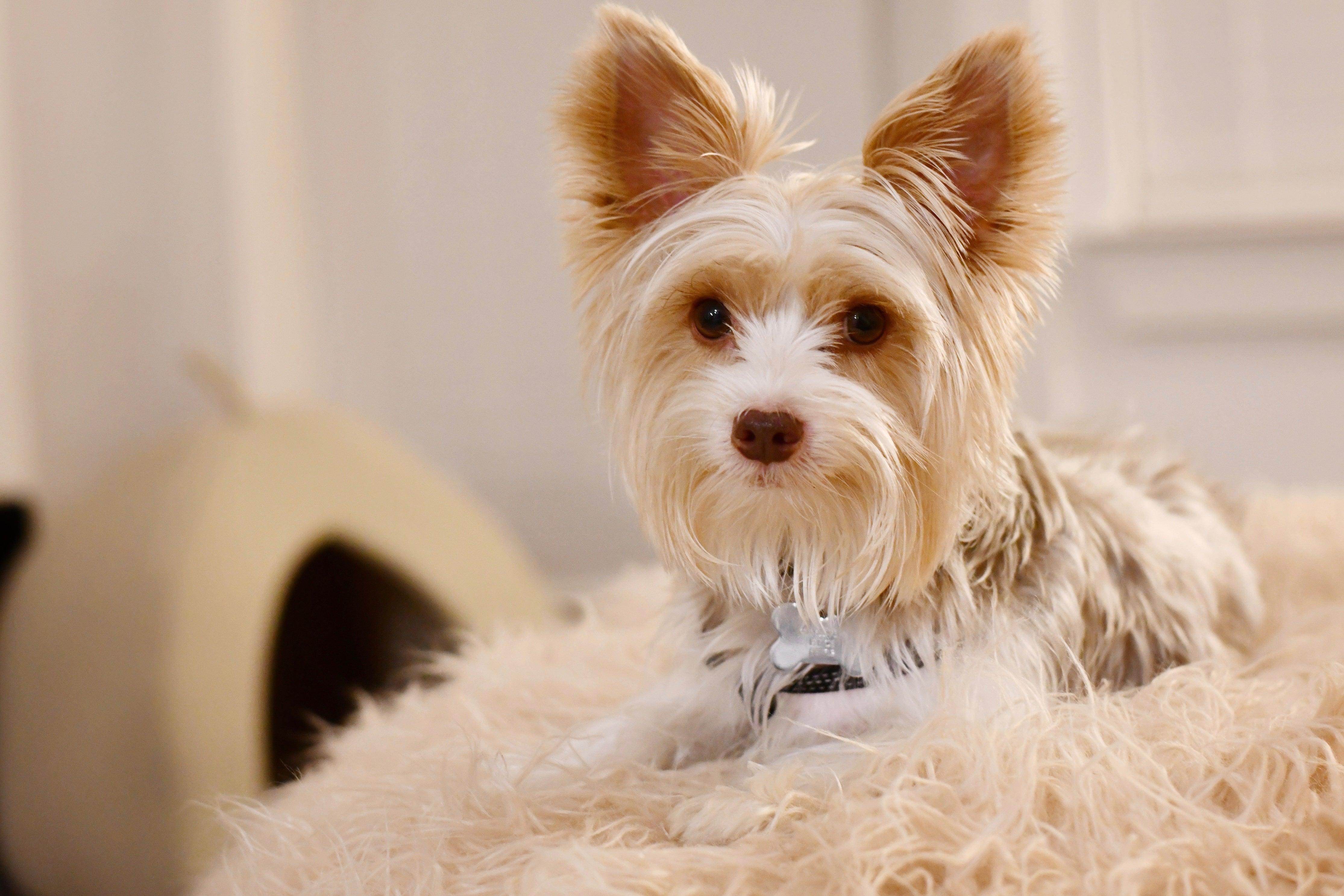 Pet Care Paradise: Spoiling Your Furry Friends - zapcart